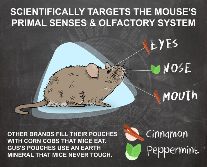 Learn What Products Are Used To Control Mice And Rats